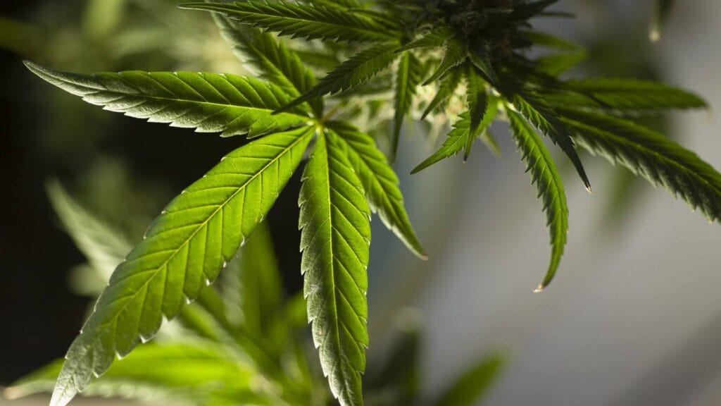 Representación de la adicción al cannabis dentro de la terapia para adicciones que ofrecemos.